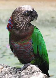 Deroptyus accipitrinus or Red-fan Parrot on ground