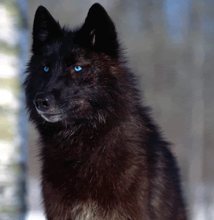 http://vignette2.wikia.nocookie.net/alphaandomegafanfictionandvideos/images/4/47/Blue-eyes-black-wolf-2.gif/revision/latest?cb=20150920075935
