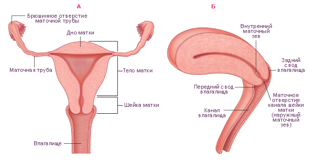 Вылечил хронический цистит