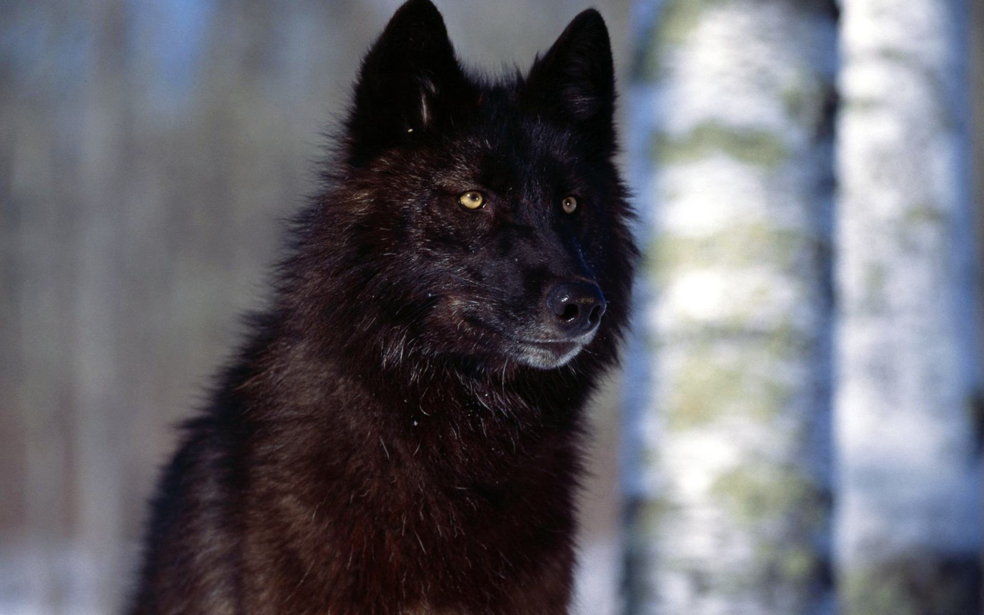 Image result for black wolf