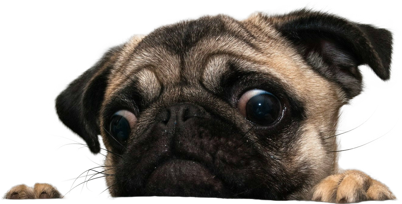 Image - Pughead.png | Animal Jam Clans Wiki | Fandom powered by Wikia
