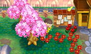Cherry Blossom Festival | Animal Crossing Wiki | Fandom powered by Wikia