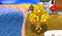 comment avoir d autre fruit dans animal crossing new leaf