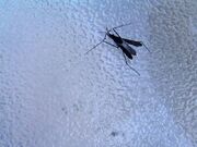 Pondskater take-off
