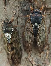 250px-Graptopsaltria nigrofuscata 001