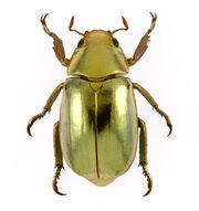 Chrysina redplendens in7089 m2909