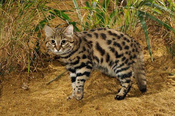 Black Footed Cat Characteristics Black Footed Cat Characteristics