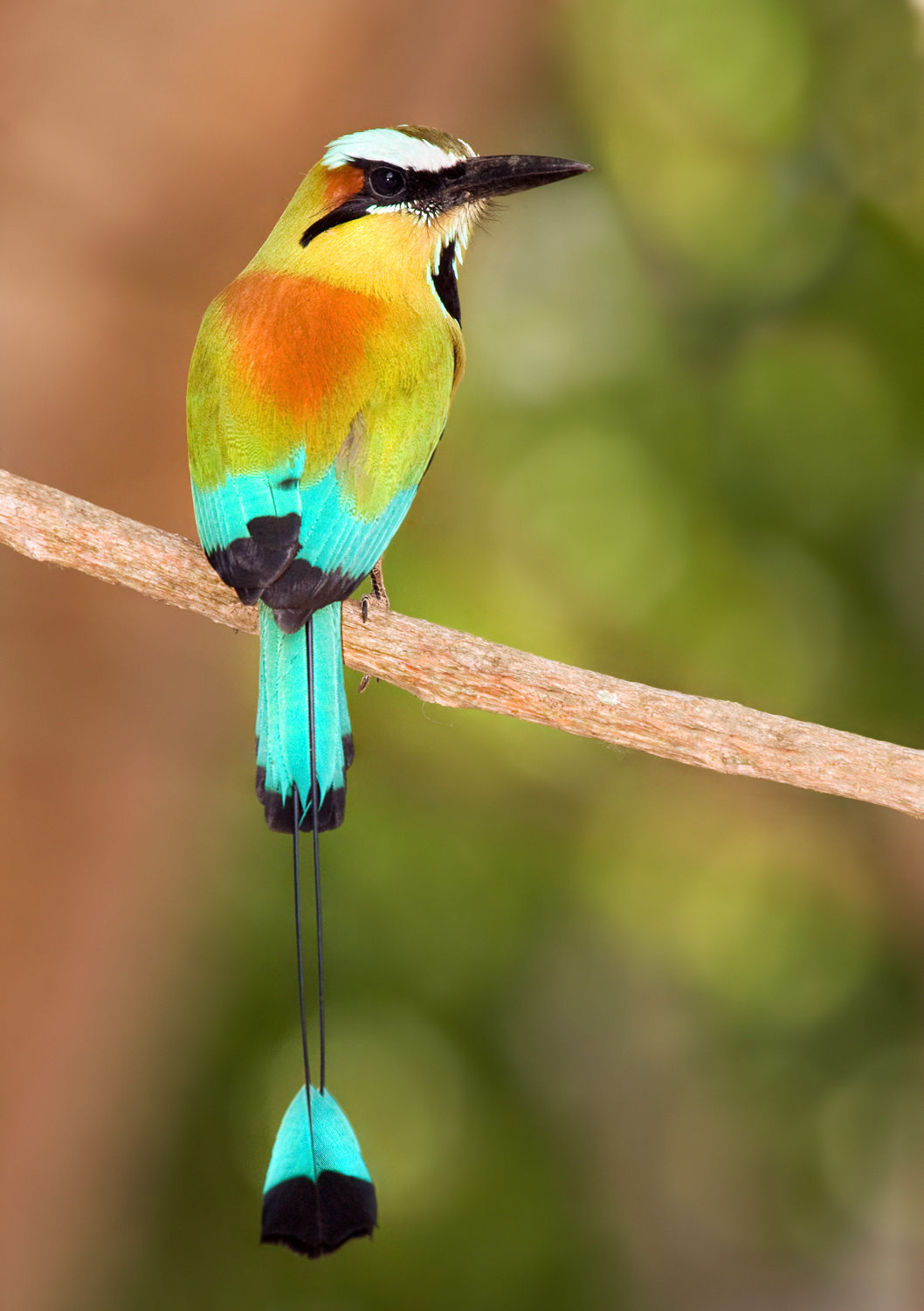 Turquoise-browed Motmot | Animal Database | Fandom powered by Wikia
