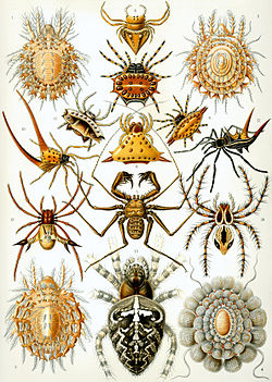 250px-Haeckel Arachnida