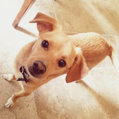 Toulouse Gallery Ariana Grande Wiki Fandom Powered By