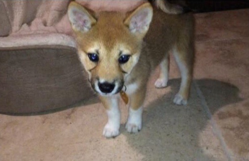 Photo of Ariana Grande & her Dog Fawkes