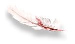 AssassinsCreedFeather.jpg