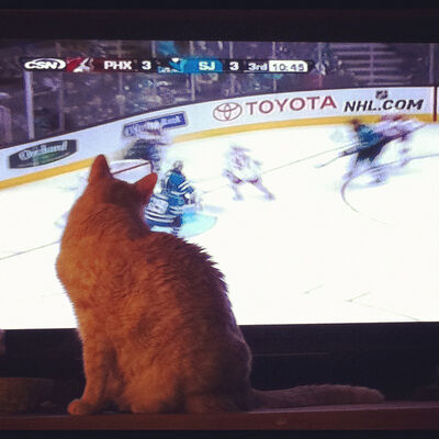 Cat watching a hockey game on TV.