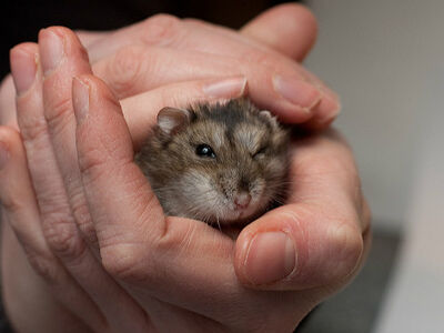 Rather annoyed-looking hamster cupped in two adult hands.