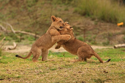 Two lion cubs wrestling.