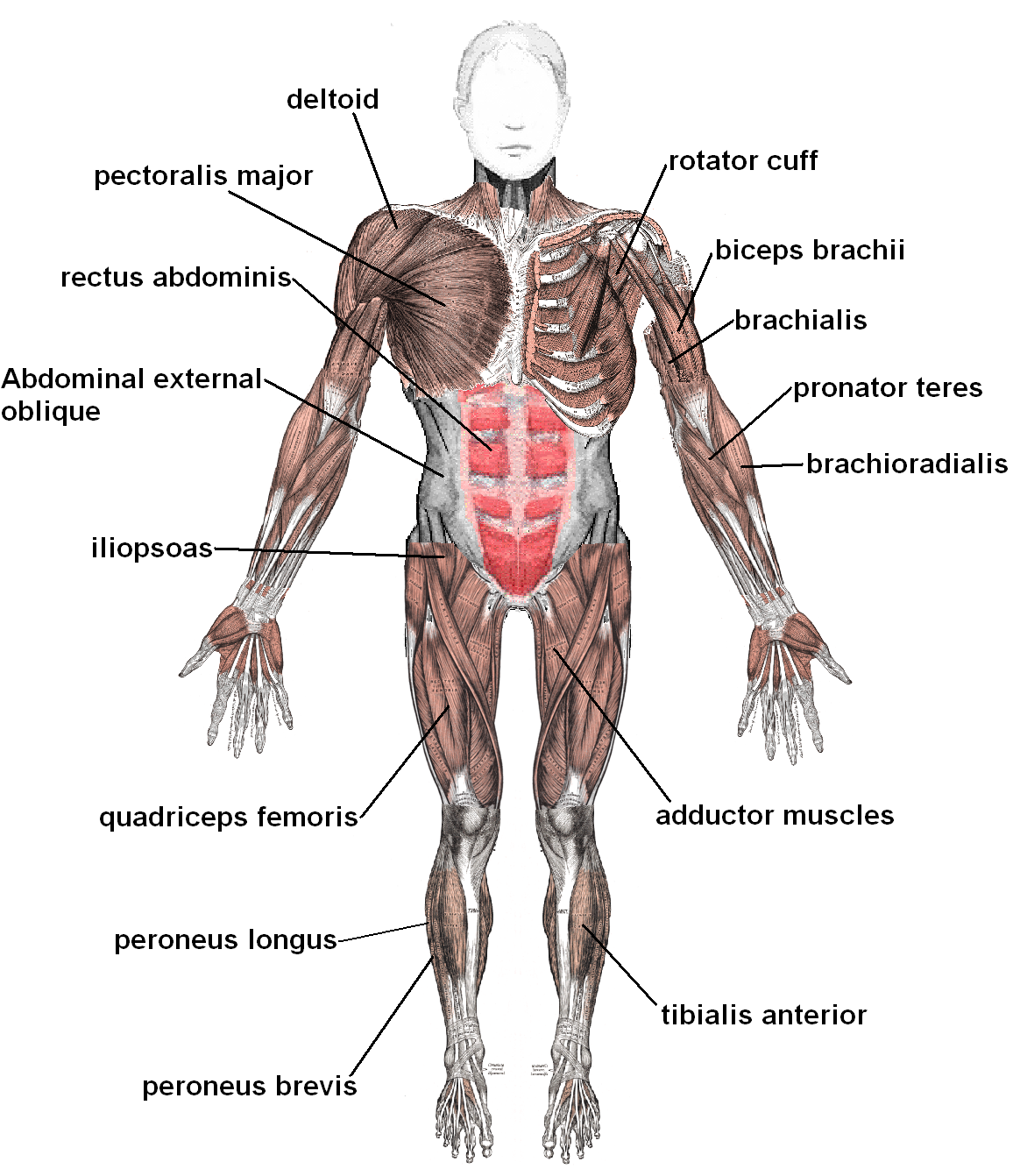 University Pictures Of Muscular System 5