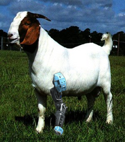 Shutup3goat