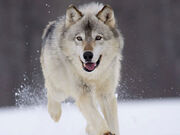 105044511051lobo.jpg