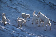 Cachorrosmanada-lobos.jpg