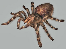 REOutbreakGiantSpider