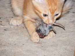 Why Do Cats Eat Their Kittens Why Do Cats Eat Their Kittens