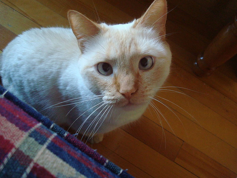 Colorpoint Shorthair | Cats Wiki | FANDOM powered by Wikia