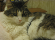 Crystal - American Longhair Cat