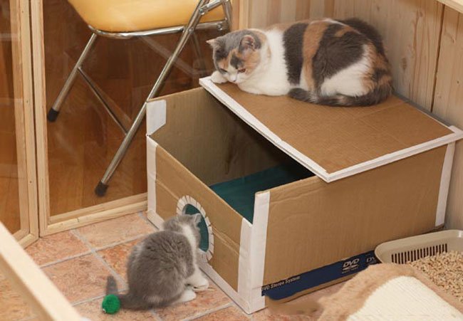 Как сделать домик для котят и кошки