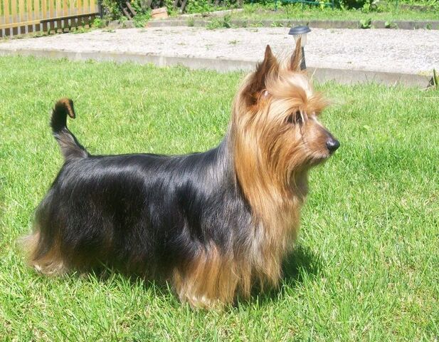 File:Australian-Silky-Terrier-Alana.jpg