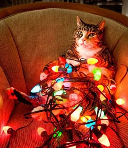File:Lolcat-christmas-light-lolcatbuckaroo.jpg