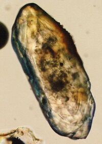 Zircon microscope.jpg