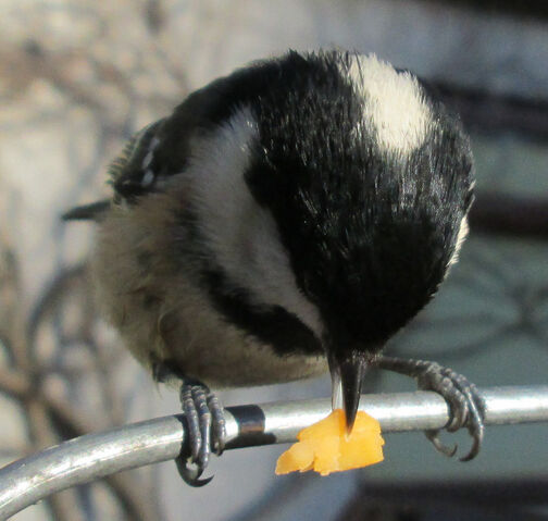 File:Coaltit1.jpg