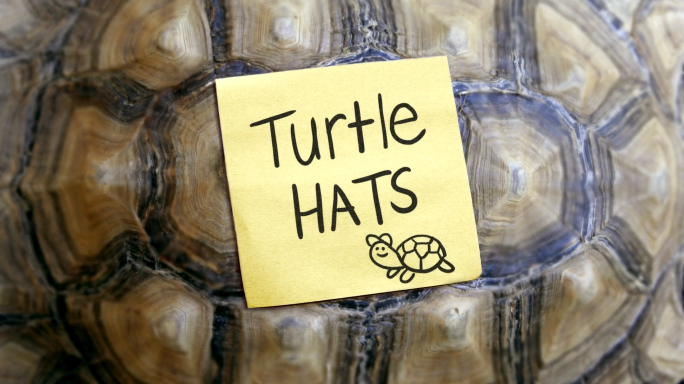 Turtle Hats Clarence Wiki Fandom powered by Wikia