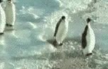 Penguin Slap