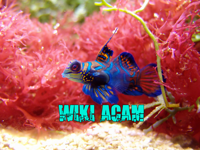 Archivo:Wikia-Visualization-Add-2,esacam.png