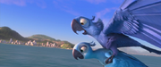 Blu takes flight