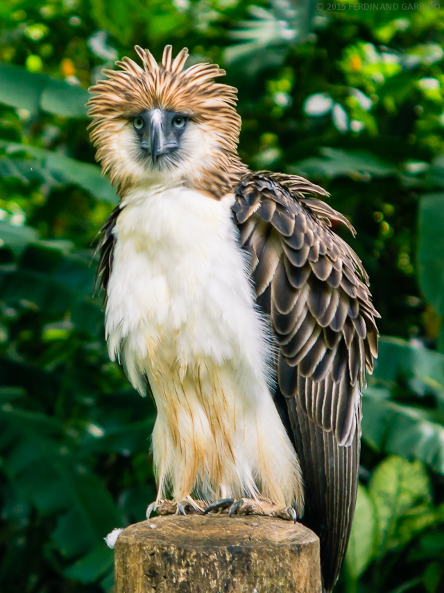 Philippine Eagle | Creatures of the World Wikia | Fandom powered by Wikia