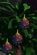Tantris berry