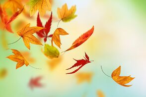 Leaves falling