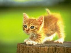 Kitten Mitten