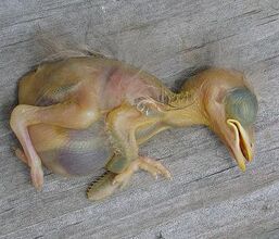 Deadbabybird