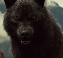 Sam Uley (lobo).jpg