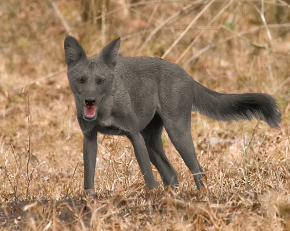 Myanmar Dog Breeds Myanmar Dog Breeds