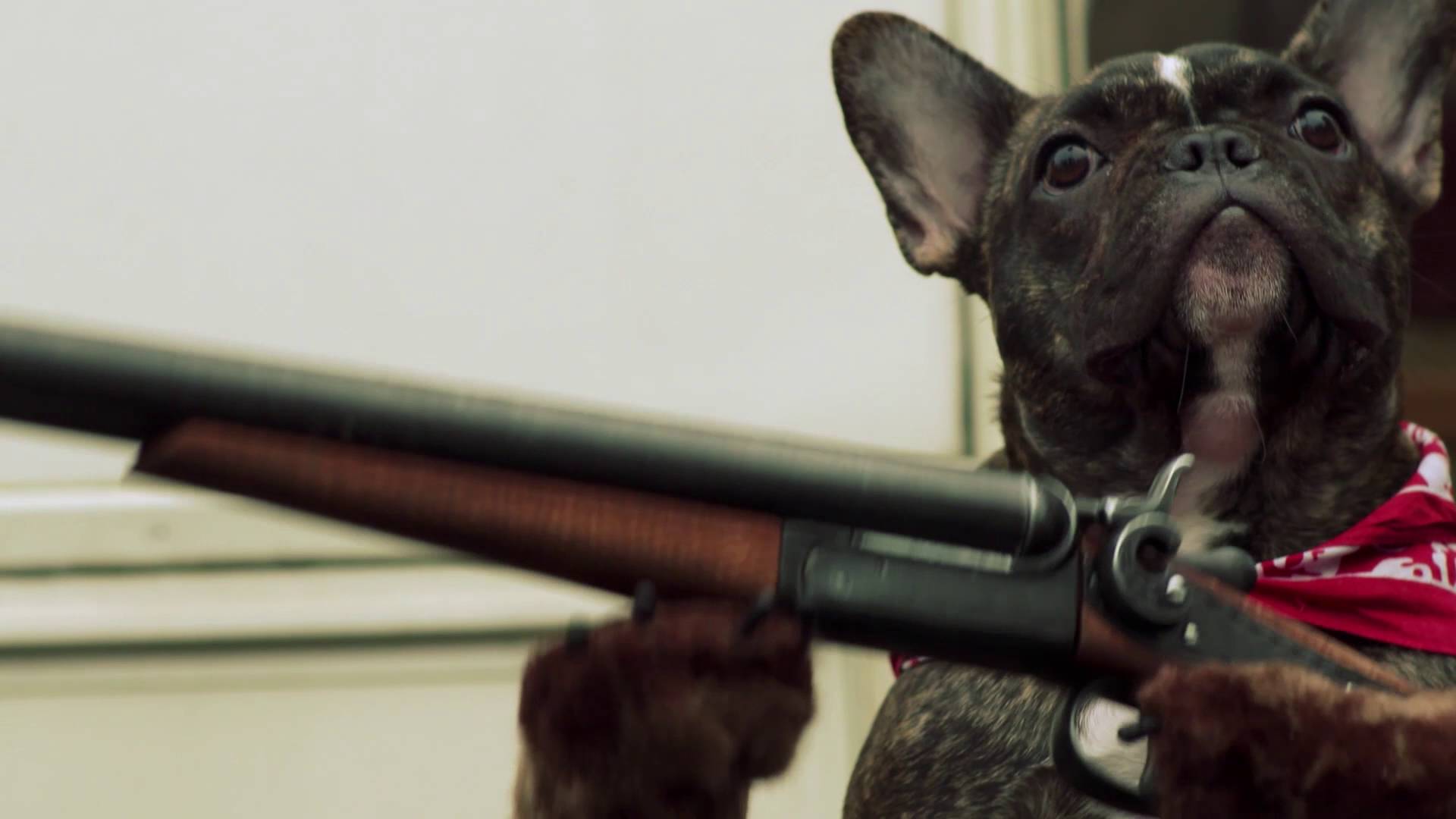 death road to canada dogs death road to canada dogs