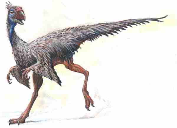 caudipteryx fossil
