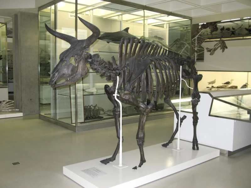 Bos acutifrons | Dinopedia | Fandom powered by Wikia