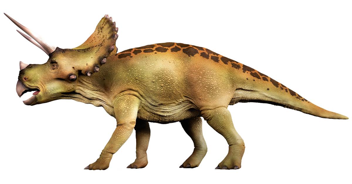 ben and gwen muff sex from Rashad dating dinosaurs wiki