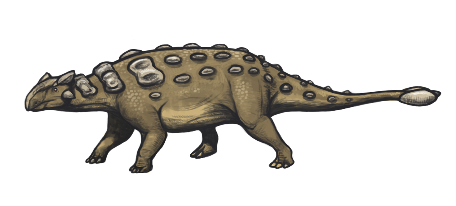 ankylosaurus like dinosaurs