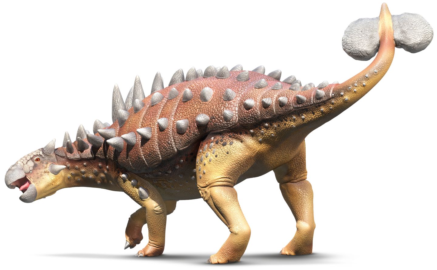 Euoplocephalus | Dinopedia | FANDOM powered by Wikia