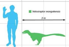 velociraptor dimensions